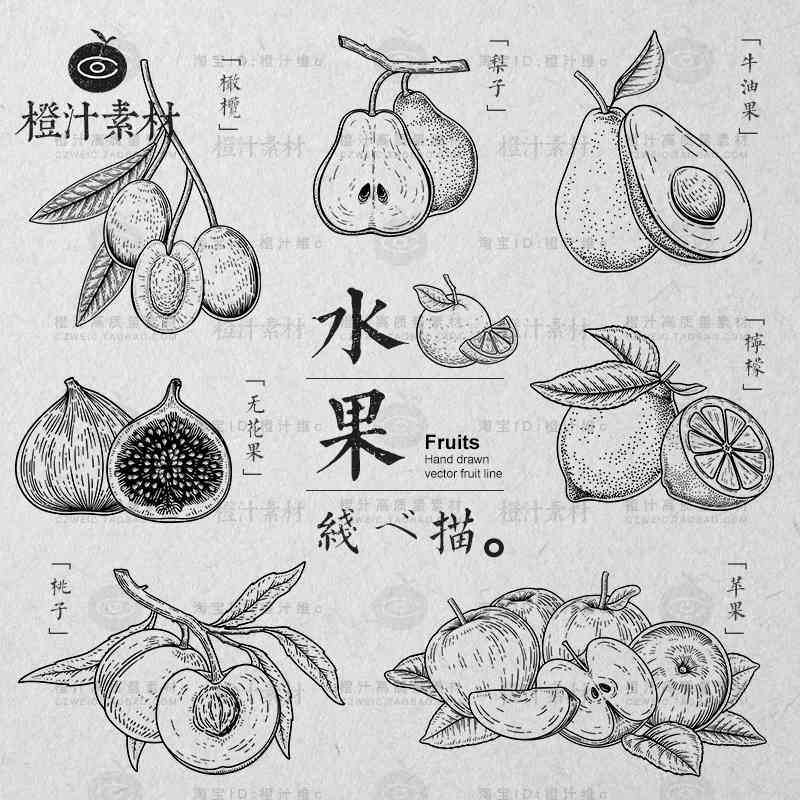 水果插画设计说明：创意线稿与设计模板范文汇编