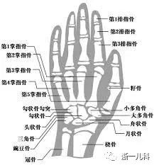 儿生长发育评估：骨骼成熟度与骨龄检测综合报告