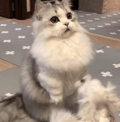 猫咪行为学研究：撰写关于猫类行为的学术论文指南