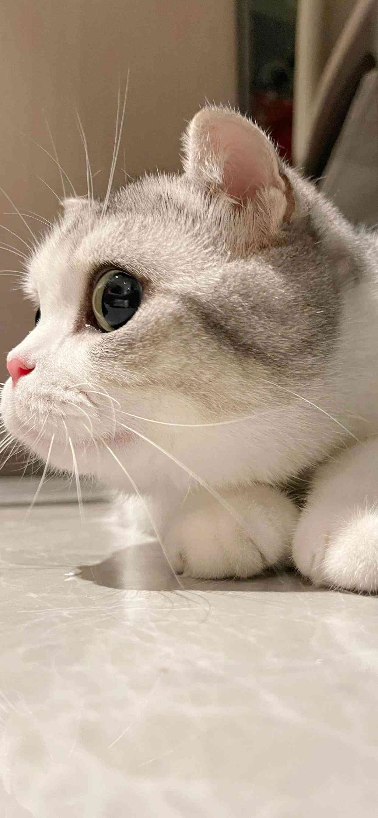 猫咪行为学研究：撰写关于猫类行为的学术论文指南