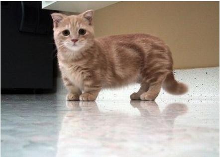 猫咪行为学研究：撰写关于猫类行为的学术论文指南