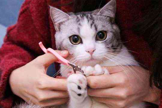 猫咪行为学研究：撰写关于猫类行为的学术论文指南