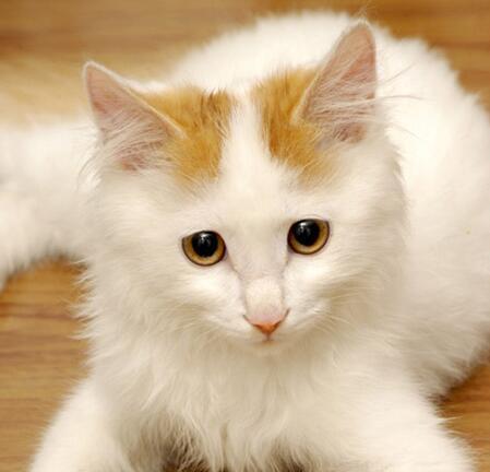 猫咪行为学研究：撰写关于猫类行为的学术论文指南