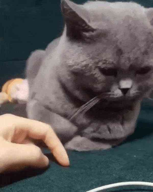 猫咪行为学研究：撰写关于猫类行为的学术论文指南