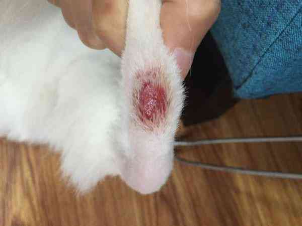 猫咪行为学研究：撰写关于猫类行为的学术论文指南