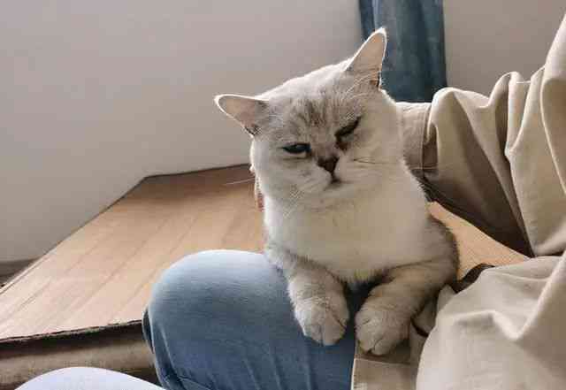 深入探讨：猫咪创作与智能AI操作的区别及相似之处