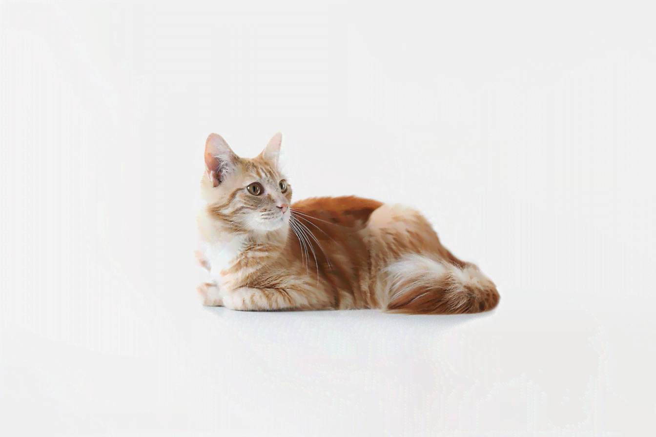 深入探讨：猫咪创作与智能AI操作的区别及相似之处