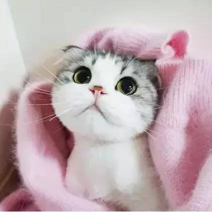 深入探讨：猫咪创作与智能AI操作的区别及相似之处