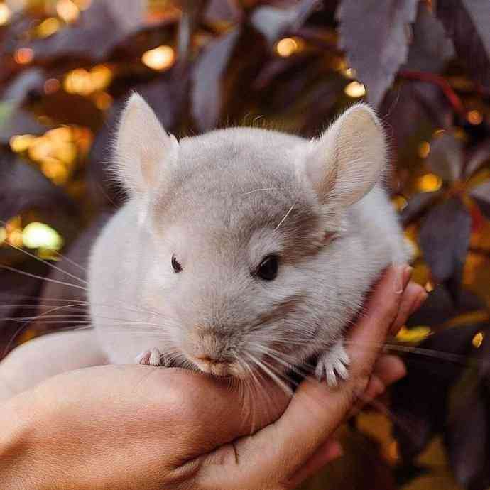 猫咪趣味AI绘画：毛茸茸的创意小可爱速递