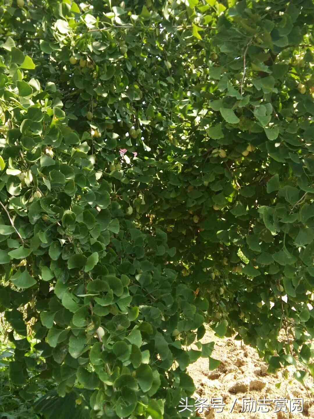 如何轻松使用爱随拍记录美好瞬间
