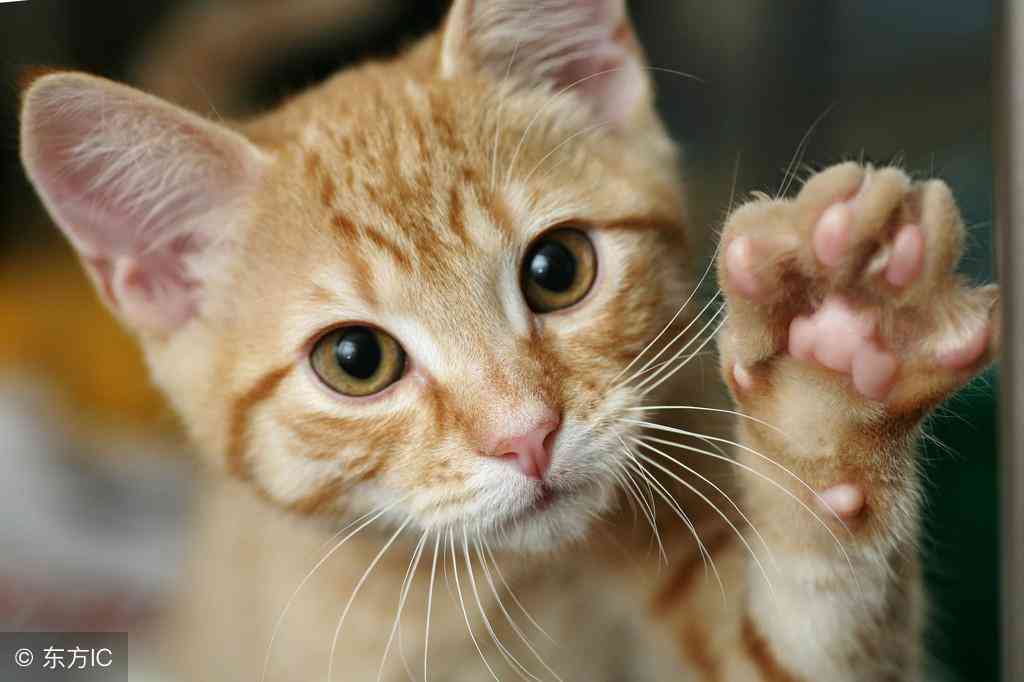 全方位解析：小猫咪的性、饲养技巧与常见问题解答