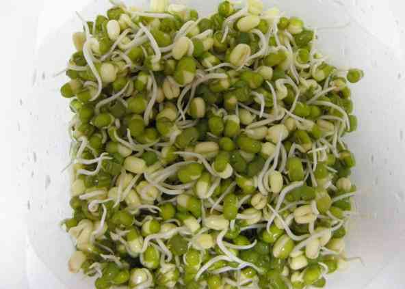 '萌芽成长：豆芽儿的观察日记与感悟'