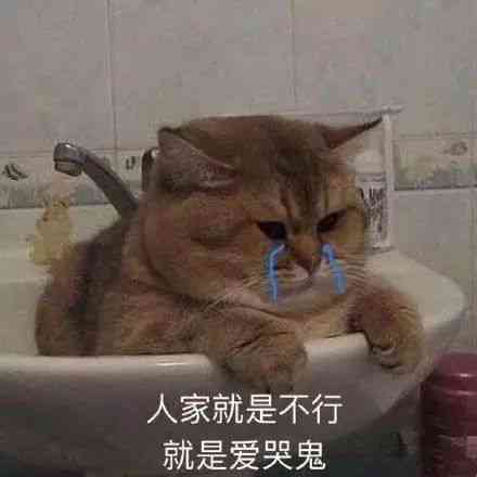 猫咪魔法表情包：趣味满满，瞬间吸睛