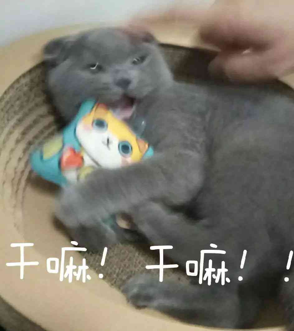 猫咪魔法表情包：趣味满满，瞬间吸睛