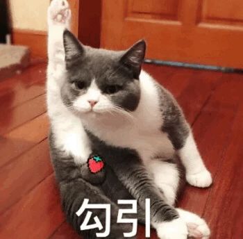 猫咪魔法表情包：趣味满满，瞬间吸睛
