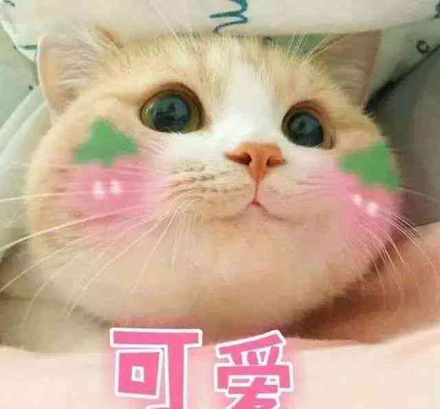 猫咪魔法表情包：趣味满满，瞬间吸睛