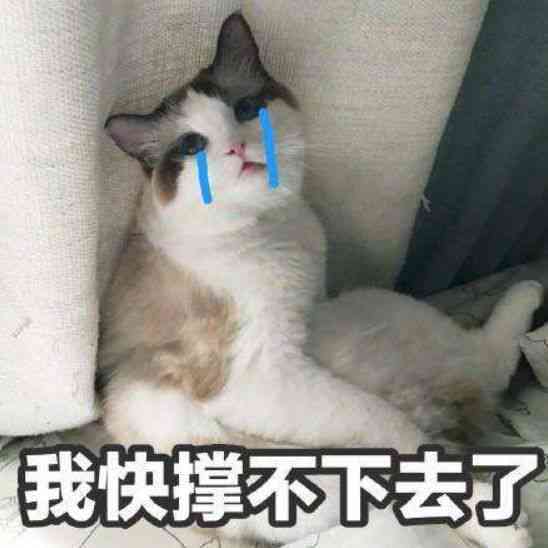 猫咪魔法表情包：趣味满满，瞬间吸睛