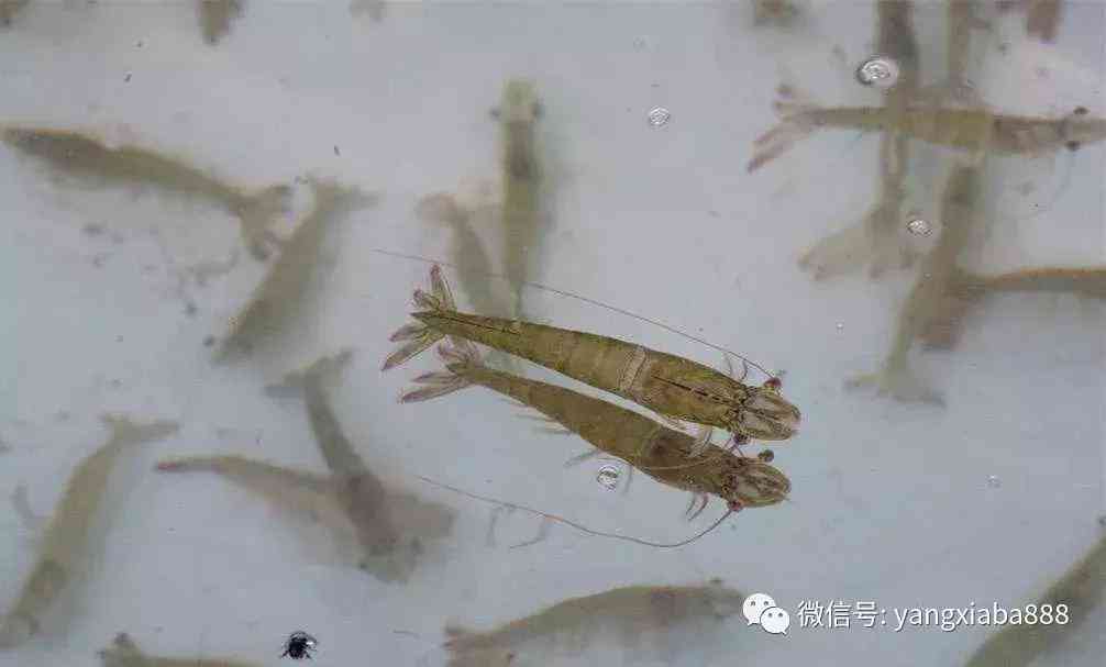 文库文章查重全解析：如何检测及避免重复内容的问题