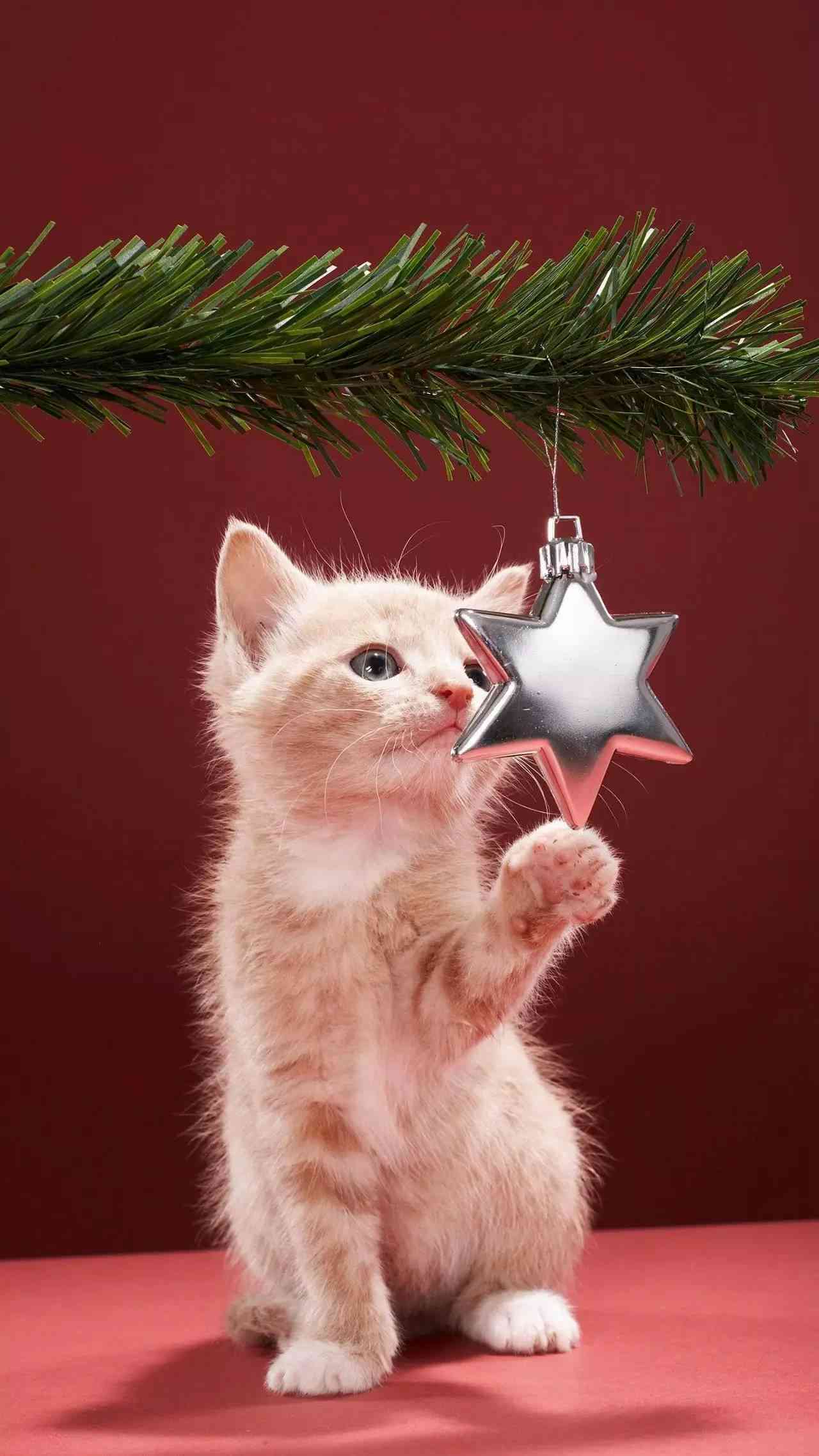 全方位解析：猫咪写作技巧与灵感激发指南