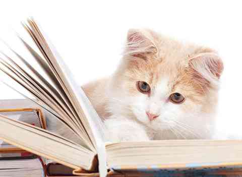 全方位解析：猫咪写作技巧与灵感激发指南