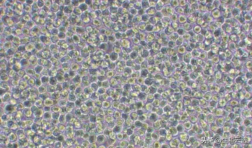 AI驱动的细胞管理革新：全面优化实验室流程与多组学研究体验