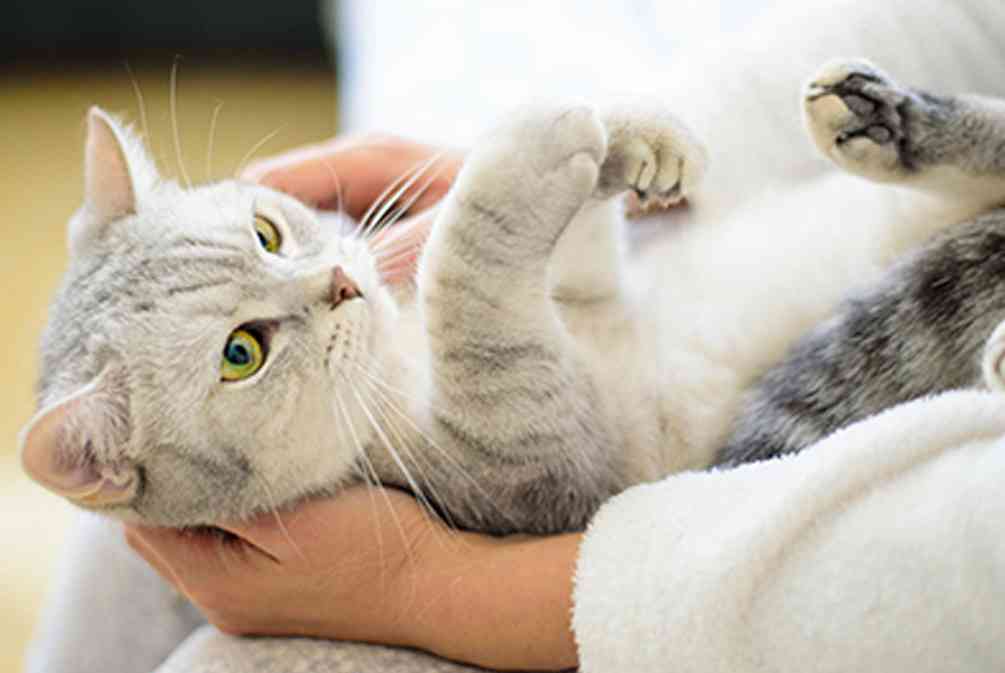 全方位解读：小猫咪的行为、性及护理秘诀