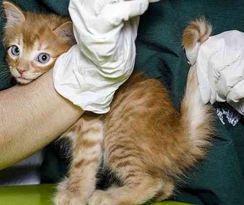 全方位解读：小猫咪的行为、性及护理秘诀