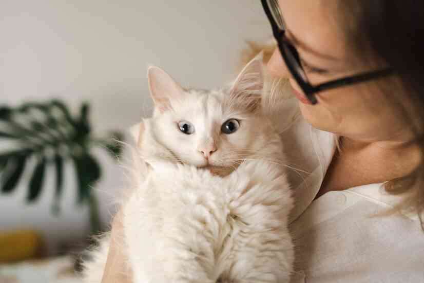 全方位解读：小猫咪的行为、性及护理秘诀