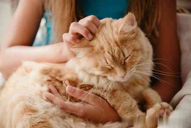 全方位解读：小猫咪的行为、性及护理秘诀
