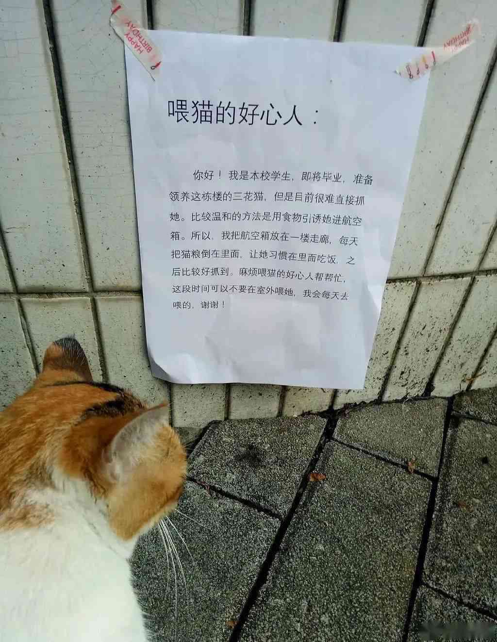 小猫文案小红书：5-6字猫咪文案精选