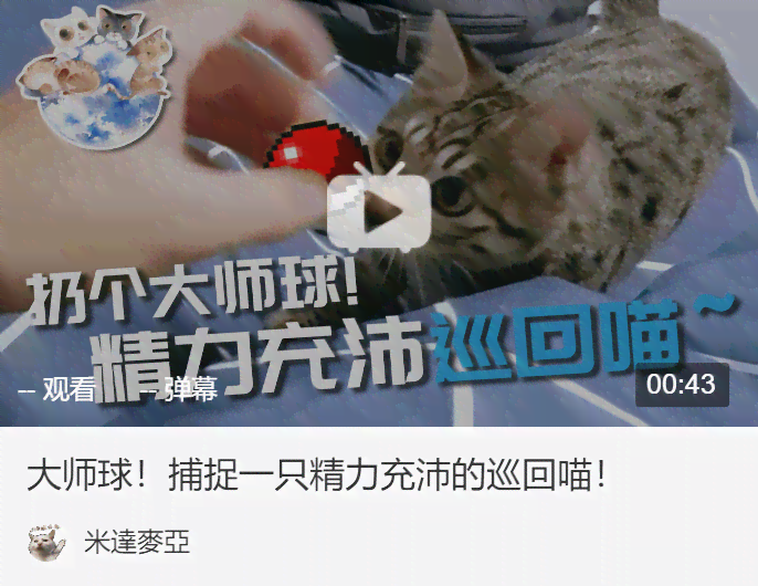 小猫文案小红书：5-6字猫咪文案精选