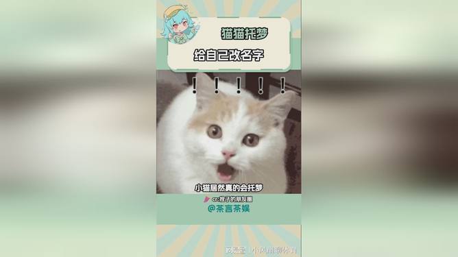 小猫文案小红书：5-6字猫咪文案精选
