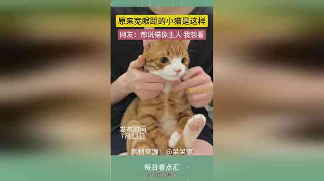 小猫文案小红书：5-6字猫咪文案精选