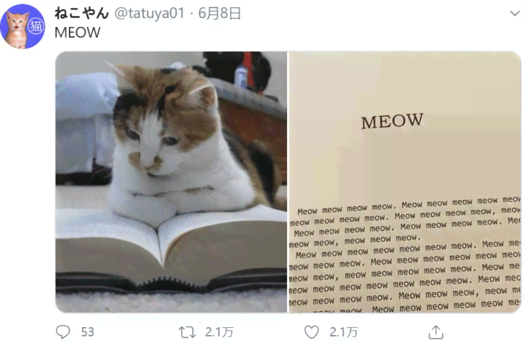 小猫文案小红书：5-6字猫咪文案精选
