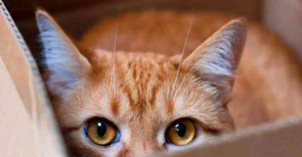 小猫文案小红书：5-6字猫咪文案精选