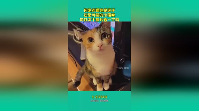 小猫文案小红书：5-6字猫咪文案精选