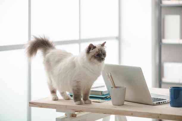 探索小猫的独特文字世界：猫咪的秘密语言解读