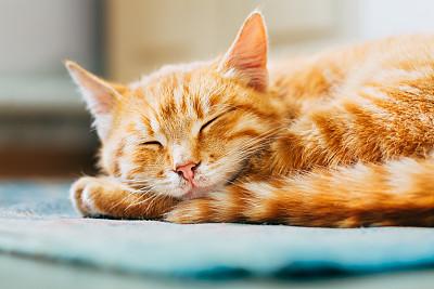 探索小猫的独特文字世界：猫咪的秘密语言解读