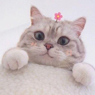 探索小猫的独特文字世界：猫咪的秘密语言解读