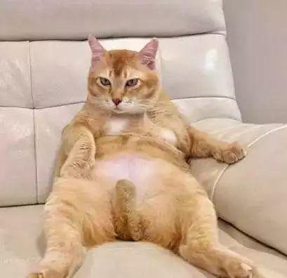 探索小猫的独特文字世界：猫咪的秘密语言解读