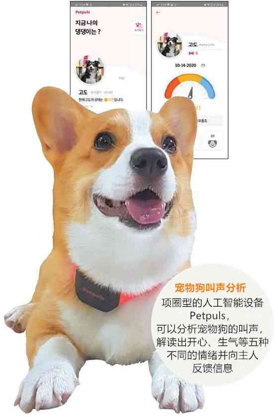ai和狗狗的文案一样吗：探讨狗狗与人类文案的相似性