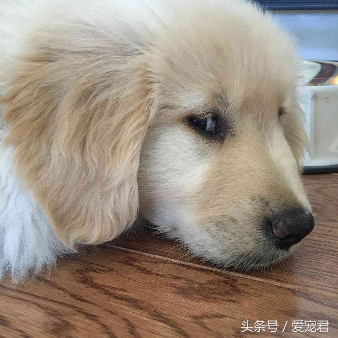 与宠物狗狗的互动语录：情感沟通与日常趣事分享指南