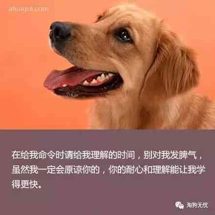 发和狗狗有关的朋友圈感人文案：如何撰写配文及发布技巧
