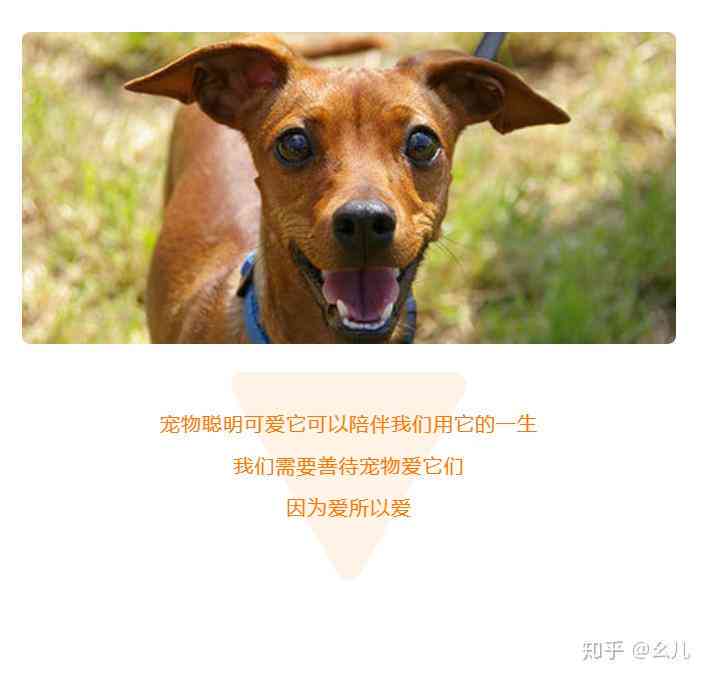 发和狗狗有关的朋友圈感人文案：如何撰写配文及发布技巧