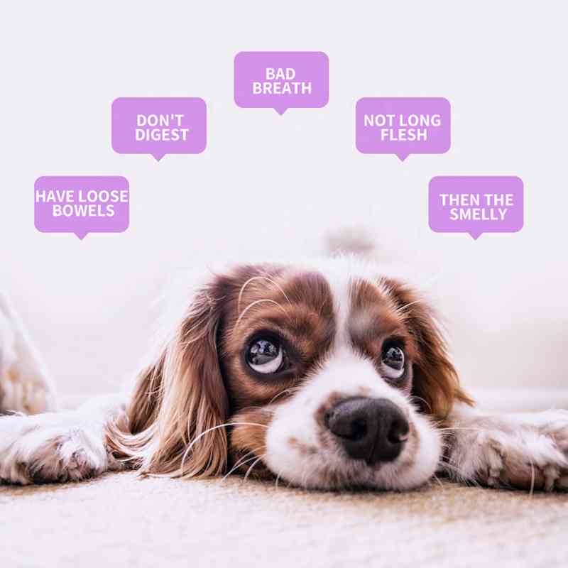 Pet Pup AI Transforms into Creative Short Sentences: English Edition