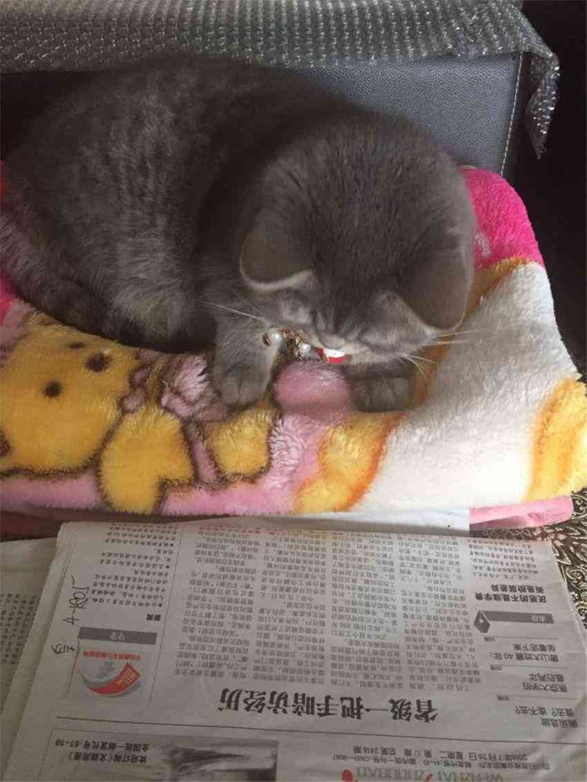 猫咪AI绘画精选文案短句汇编：全面覆猫咪主题创意绘画灵感与技巧