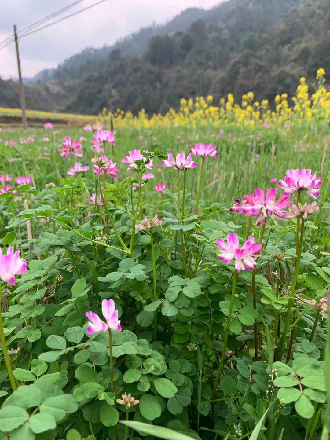 AI美景生成软件：一键打造虚拟自然风光，全面满足创意设计需求
