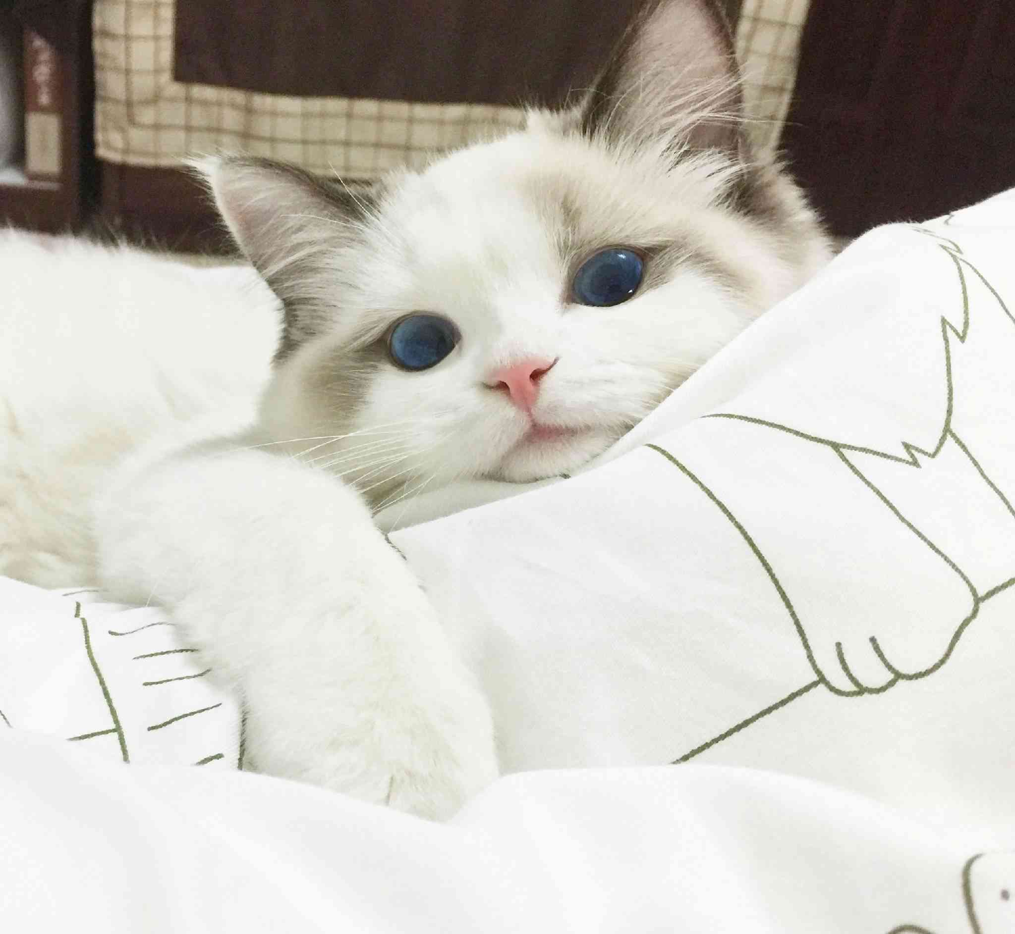 ai猫穿搭文案-猫咪穿衣服文案