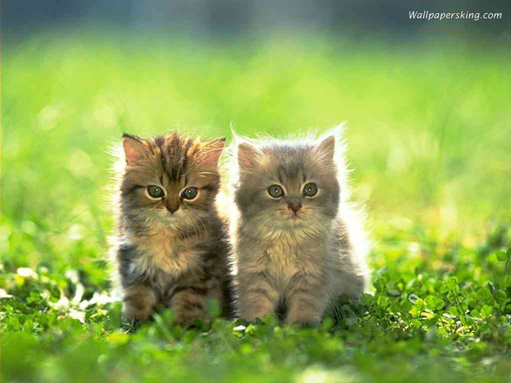 ai猫穿搭文案-猫咪穿衣服文案