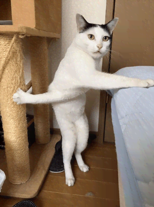 ai猫穿搭文案-猫咪穿衣服文案